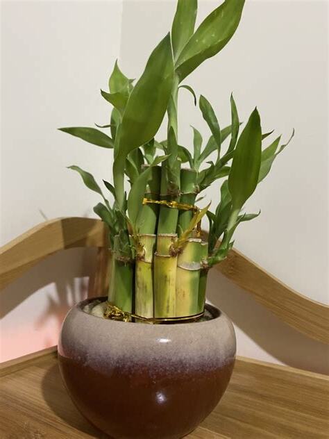 開運竹 變黃